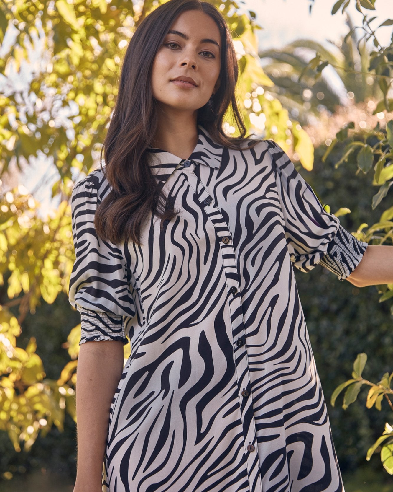 Zebra