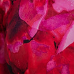 Pink Roses