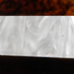Sea Shell